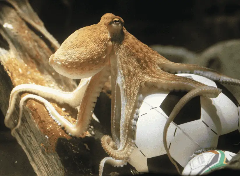2010 南非世界盃章魚保羅 Paul the Octopus 進行賽事預測畫面