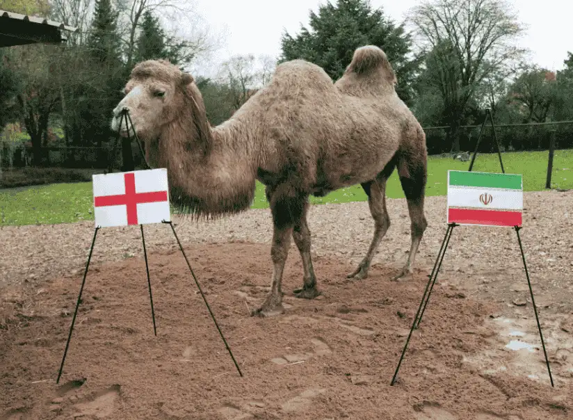 2022 世界盃預測雙峰駱駝 Camilla 進行比賽預測畫面