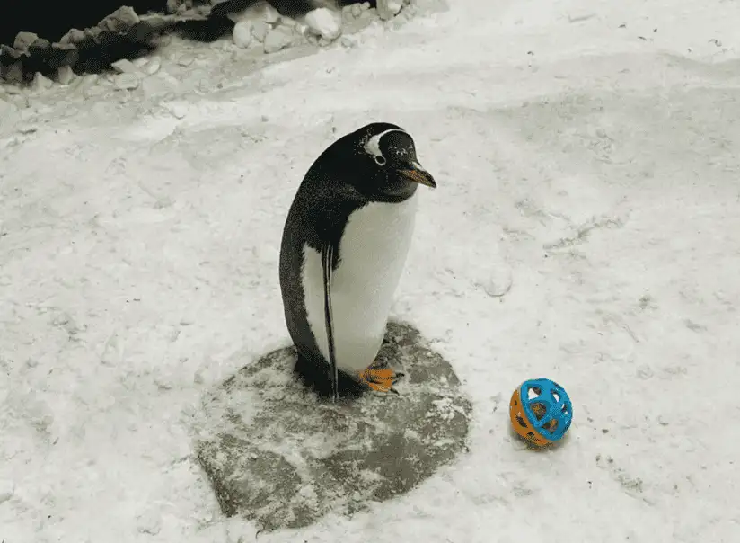 2022 世界盃預測企鵝 Toby 參與比賽預測畫面