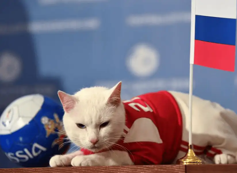 2018 世界盃神預言貓阿基里斯 Achilles 進行賽事預測畫面